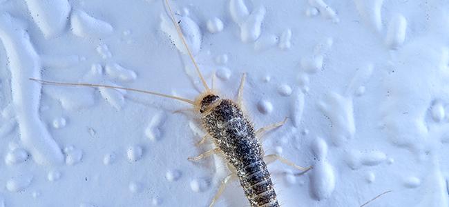 silverfish crawling on a wall