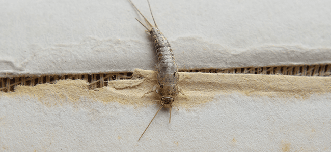 Silverfish The Good The Bad And The Ugly