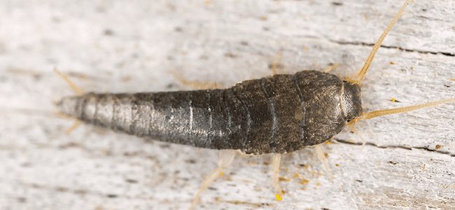 silverfish on wooden floor