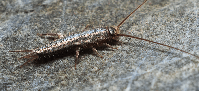 silverfish up close are silverfish dangerous