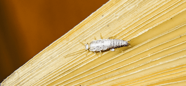 silverfish crawling on book