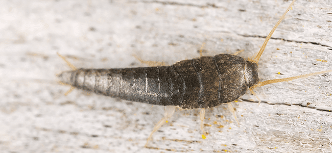 silverfish crawling on floor