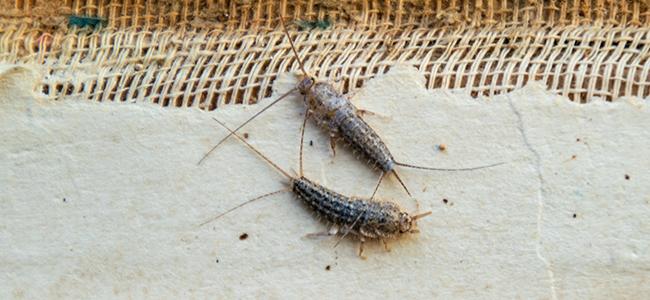 close up of two silverfish