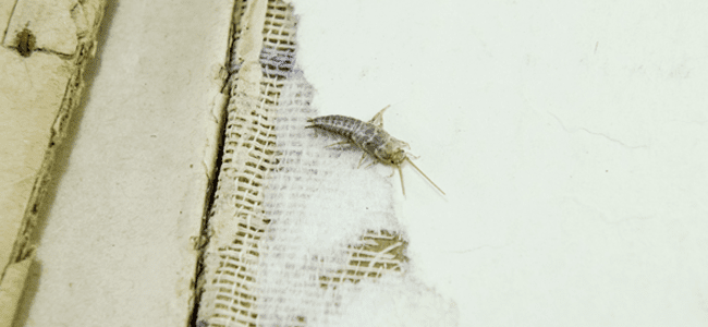 silverfish crawling on paper surface