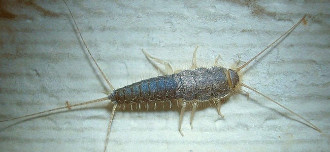 close up image of silverfish