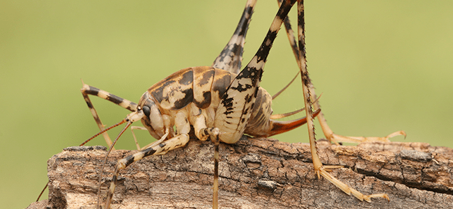 spider cricket up close