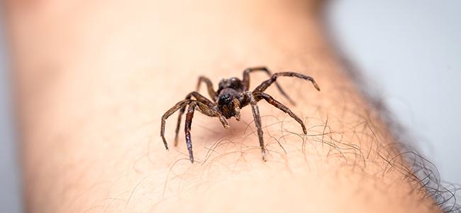 a spider crawling on a human arm