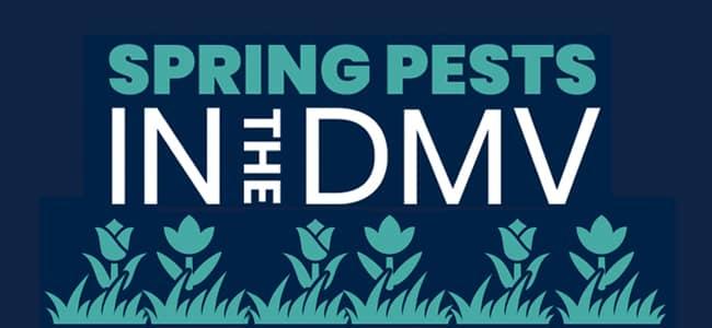 Spring Pests In The DMV Infographic spring-pests-in-the-dmv