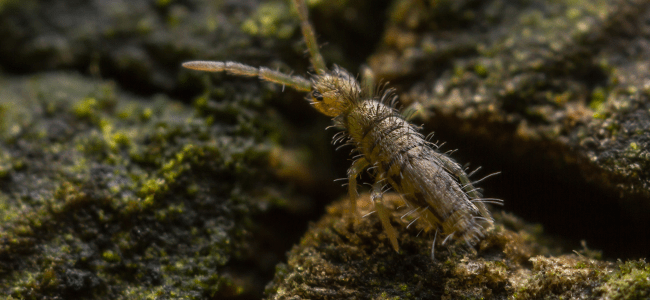 springtail up close