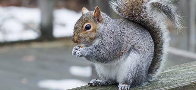 squirrel eating a nut