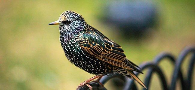 starling on a fence