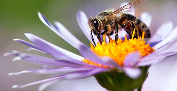 a honey bee on a flower outside of a baltimore maryland home in the spring