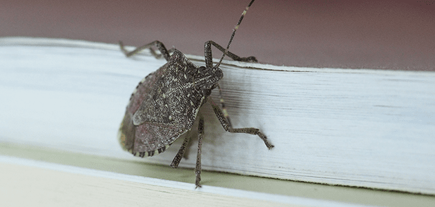 stink bug on maryland home