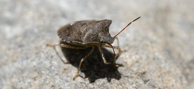 stink bug on leaf