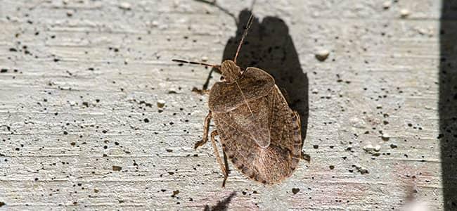 a stink bug on a wall