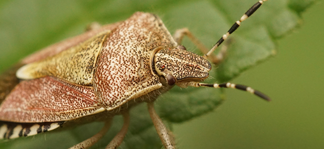 up close image of a stink bug on a leaf