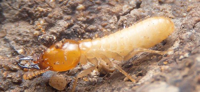 termite crawling in home
