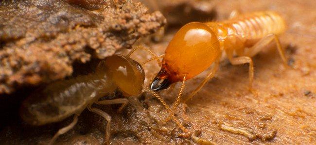 termite eating wood