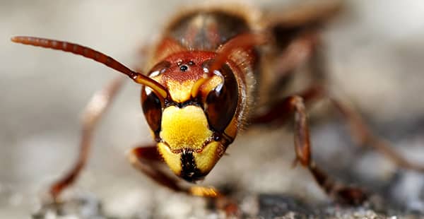 a hornet up close outside of a home in arnold maryland