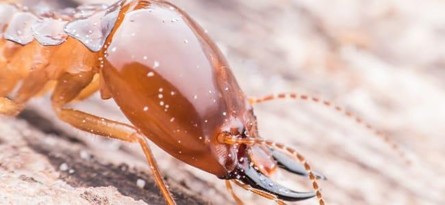 termite up close