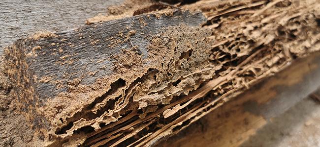 termite damage on wood