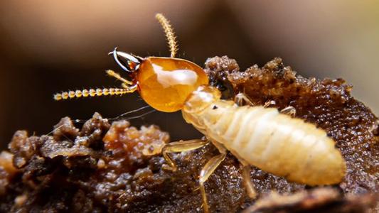 termite eating wood