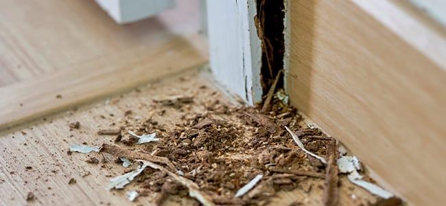 termite damage. 