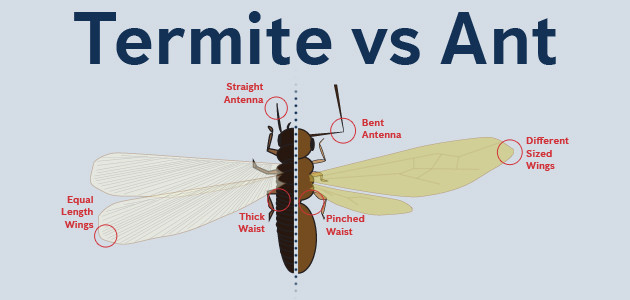 an illustration showing the differences between termites and ants