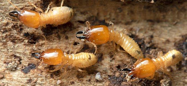 termite colony