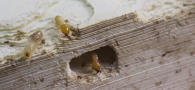 termites eating wood