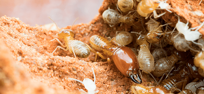 termites up close