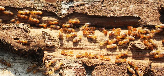 termite infestation in washington