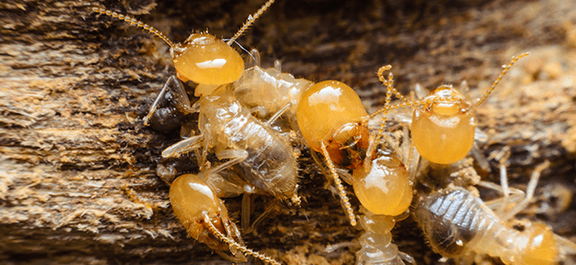 termites feeding on water-damaged wood