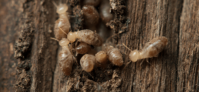 termites on wood near a home in washington dc