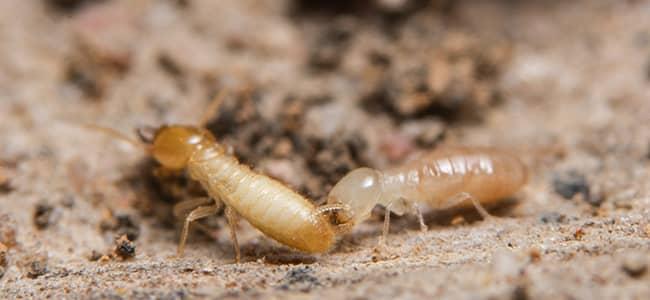 termites on the ground in fulton maryland