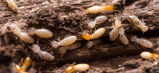 termites up close