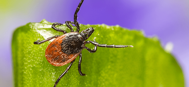 deer tick up close learn about virginia tick control