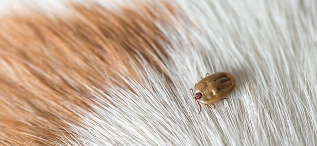 tick embedded in animal fur