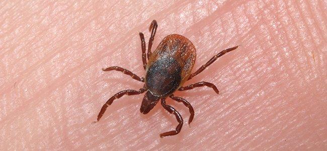 tick on finger