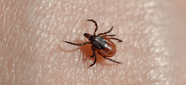 deer tick up close