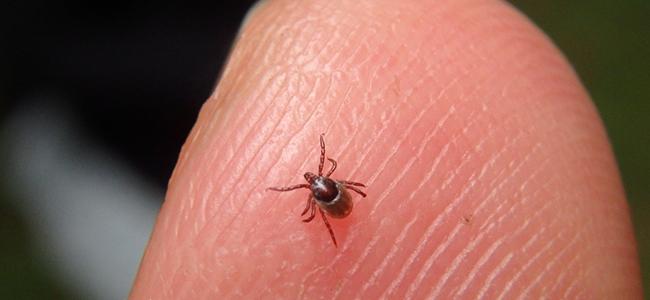 a tiny tick crawling on a humans finger
