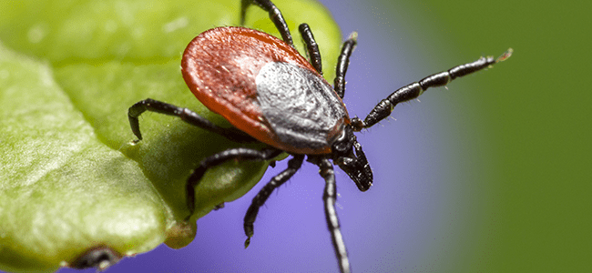 how do ticks get lyme disease look at deer tick up close