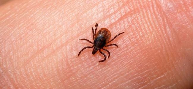 a tick on the skin of a fulton maryland resident