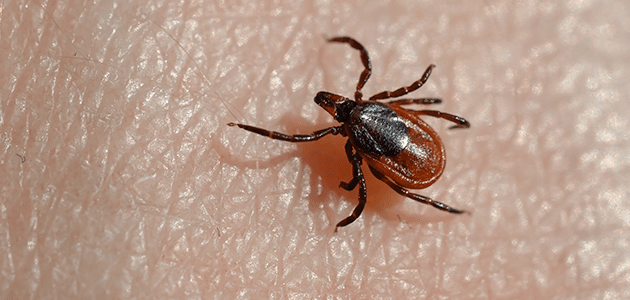tick crawling on maryland resident