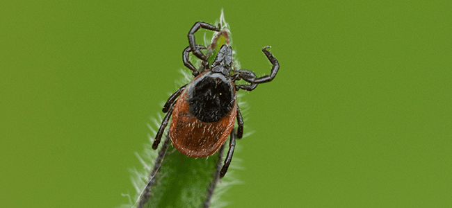 tick near maryland home