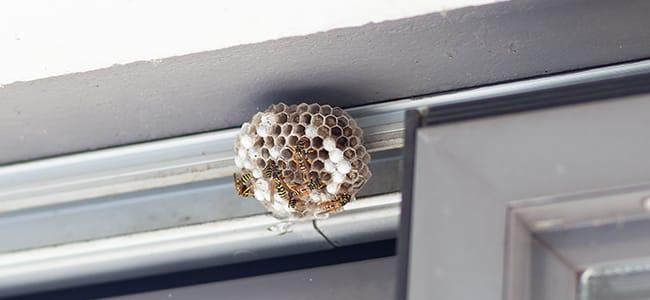 wasps starting a nest