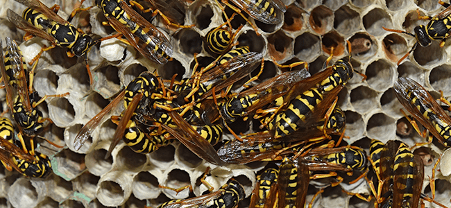 stinging insects up close