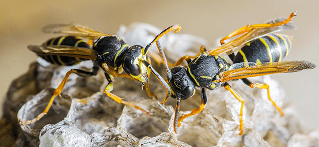 wasps up close