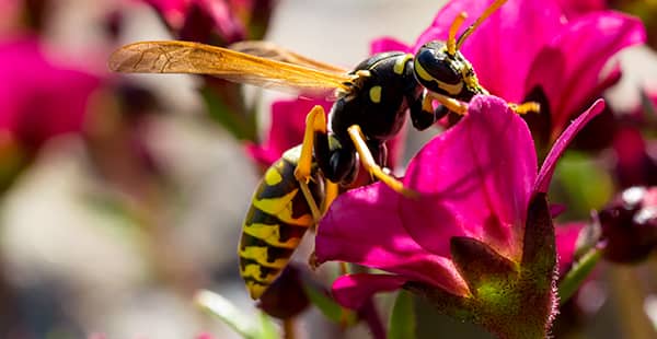 a wasp on a flower outside of a home in brookeville maryland