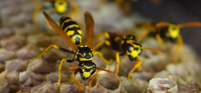 up close image of wasps resting on their nest